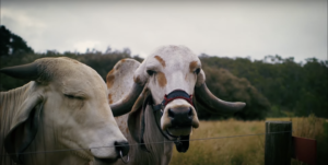 Gyr cattle:Honest गीर गाय ची वैशिष्टे.
